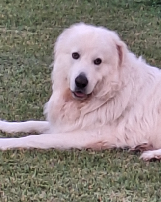 Pastore maremmano abruzzese per monta