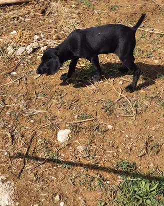 Cuccioli di kurzhaar