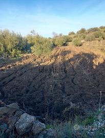 Terreno vigneto uliveto