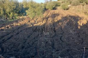 Terreno vigneto uliveto