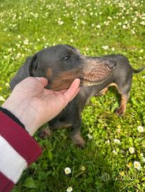 Bassotto nano per monta