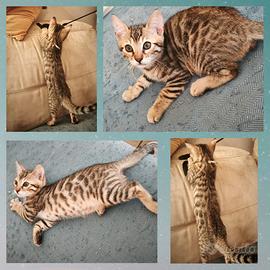 Cuccioli di Gatto Bengala prenotabili