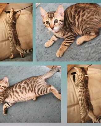 Cuccioli di Gatto Bengala prenotabili