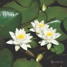 piante in vaso di ninfee gialle o bianche