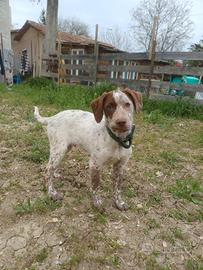 Cucciolo dolcissimo per compagnia