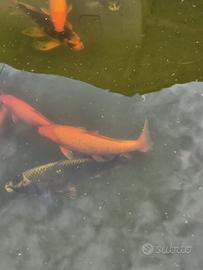 Carpe Koi