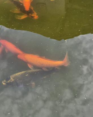 Carpe Koi