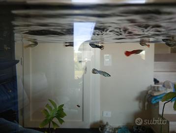 Guppy