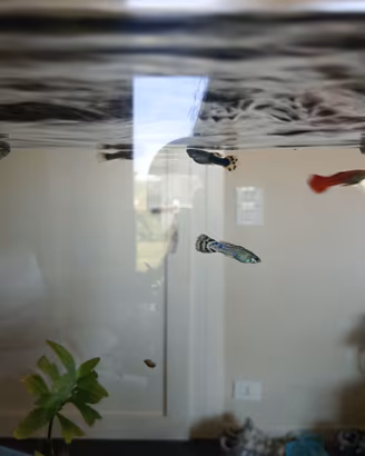 Guppy