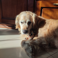 Golden Retriever con Pedigree per Accoppiamento