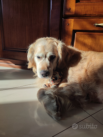 Golden Retriever con Pedigree per Accoppiamento