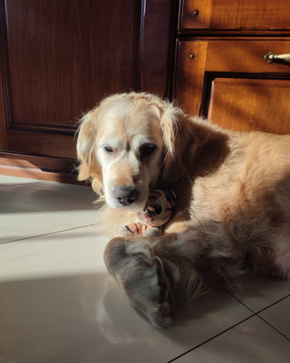 Golden Retriever con Pedigree per Accoppiamento