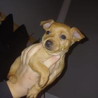 Cuccioli pinscher nano