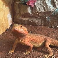 Pogona vitticeps