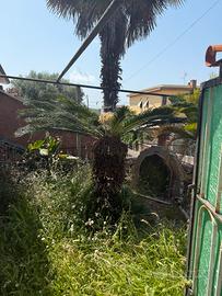 Cycas