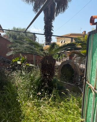 Cycas