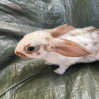 6 coniglietti maschi e femmine