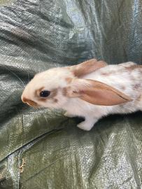 6 coniglietti maschi e femmine