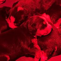 Cucciolo bovaro del bernese