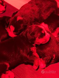 Cucciolo bovaro del bernese