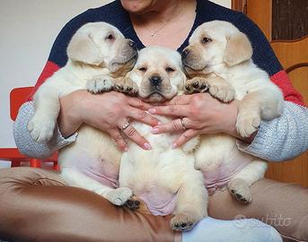 Cuccioli di Labrador - Marina Lab