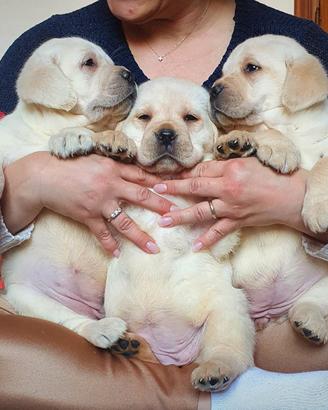 Cuccioli di Labrador - Marina Lab