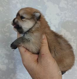 Spitz volpino pomerania