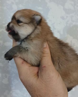 Spitz volpino pomerania