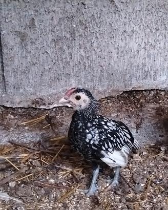 Galline