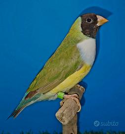 Diamanti di Gould