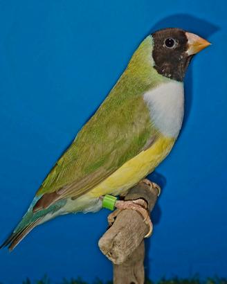 Diamanti di Gould