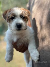 Cuccioli jack russell