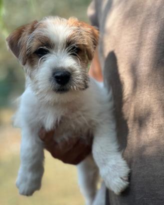 Cuccioli jack russell
