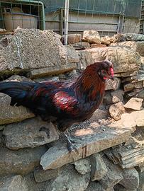 Galli Olive Egger