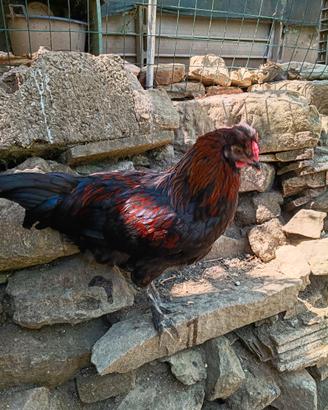 Galli Olive Egger