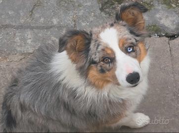 Border Collie Maschio