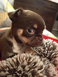 Cuccioli di chihuahua con pedigree russo