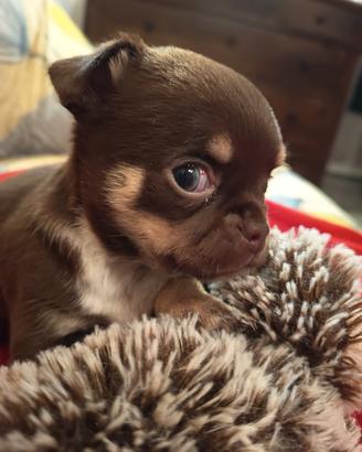 Cuccioli di chihuahua con pedigree russo