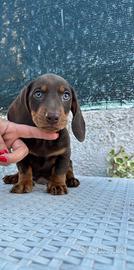 Cuccioli di Bassotto nano e kaninchen