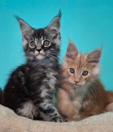 Ultimi maschi maine coon con ped