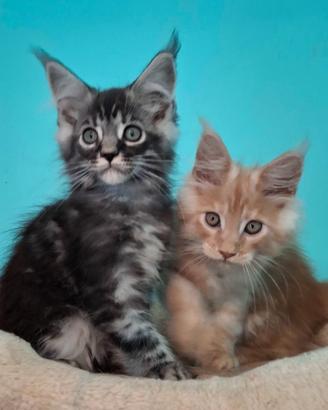 Ultimi maschi maine coon con ped