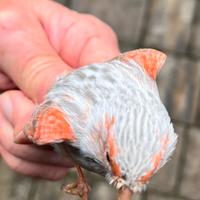 Canarini Agata Opale Rosso Mosaico