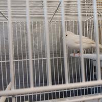 Canarino bianco più gabbie