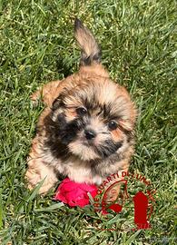 Lhasa Apso Maltipoo Barboncino – Tre Quarti di Lun