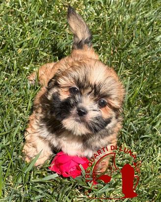 Lhasa Apso Maltipoo Barboncino – Tre Quarti di Lun