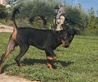 Pinscher nano femmina- metà settembre