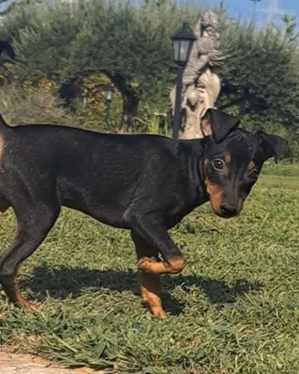 Pinscher nano femmina- metà settembre