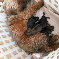 Cuccioli di rocschire