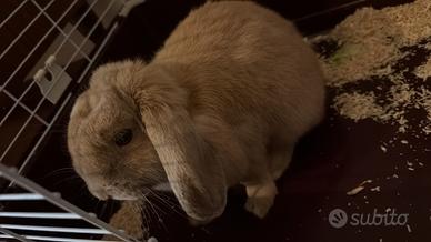 Coniglio di razza ariete