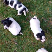 Allevamento Jack Russell